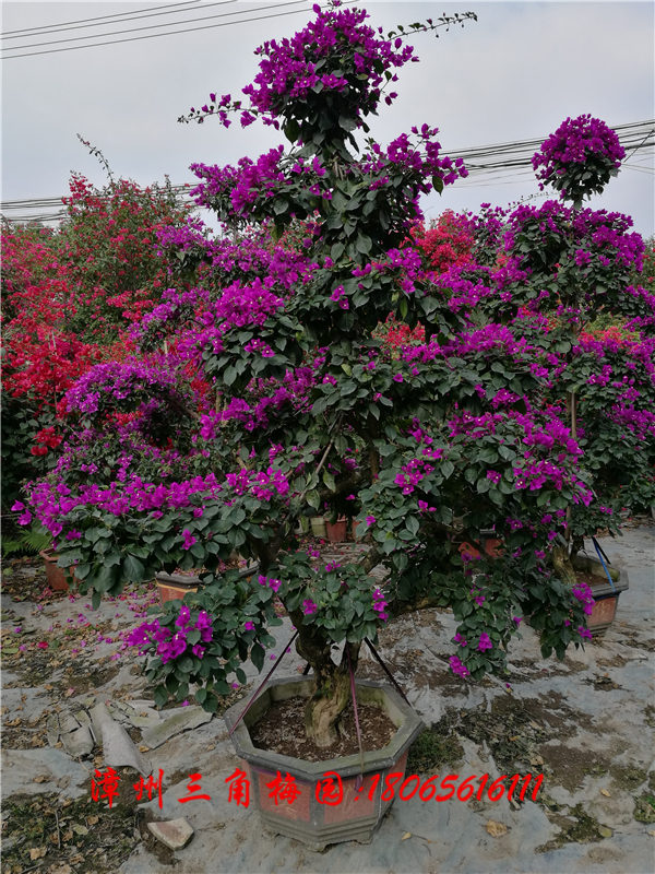 紫色花三角梅盆景 三角梅供應(yīng)圖片/紫色花三角梅盆景 三角梅供應(yīng)樣板圖 (1)