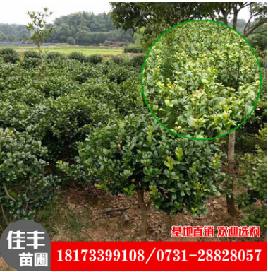 茶花球圖片/茶花球樣板圖 (4)
