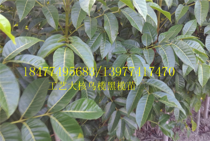 嫁接苗圖片/嫁接苗樣板圖 (1)