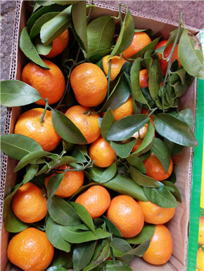 沙糖桔圖片/沙糖桔樣板圖 (2)