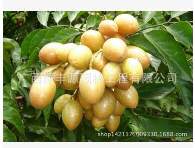 黃皮果苗圖片/黃皮果苗樣板圖 (1)