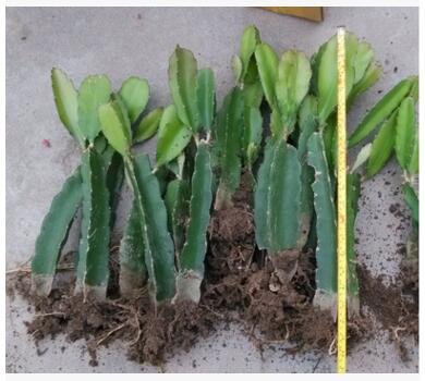 火龍果苗圖片/火龍果苗樣板圖 (4)