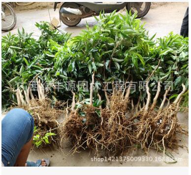 荔枝苗圖片/荔枝苗樣板圖 (4)