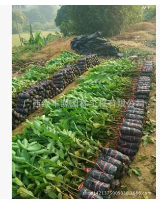 番石榴苗圖片/番石榴苗樣板圖 (4)