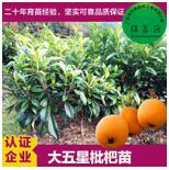 枇杷苗圖片/枇杷苗樣板圖 (3)