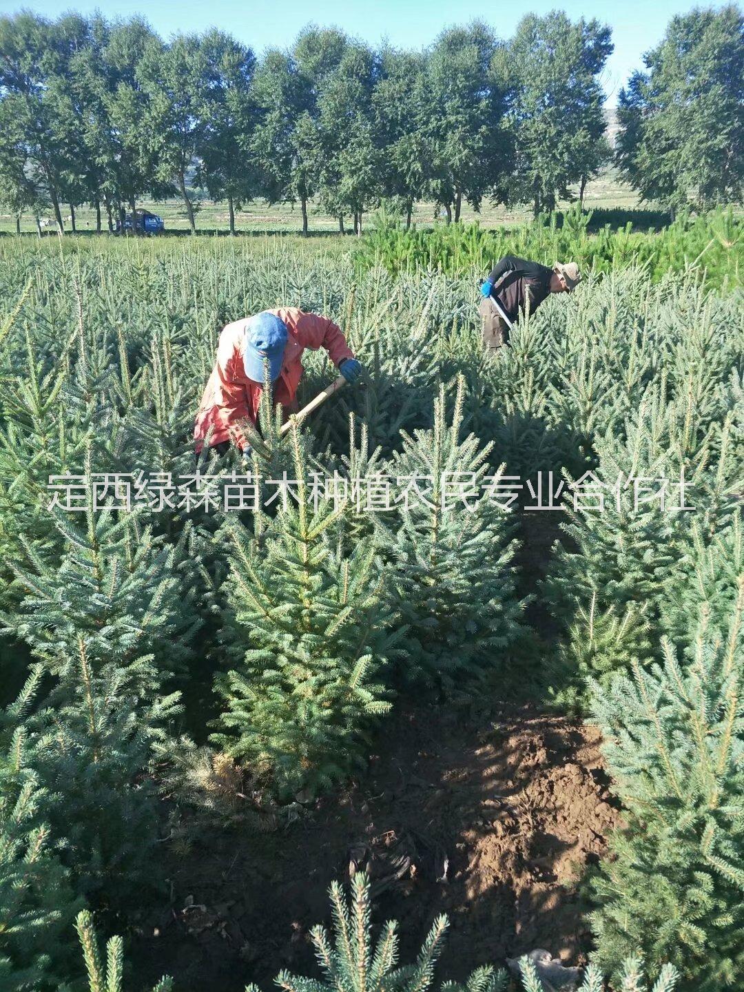 甘肅云杉圖片/甘肅云杉樣板圖 (2)