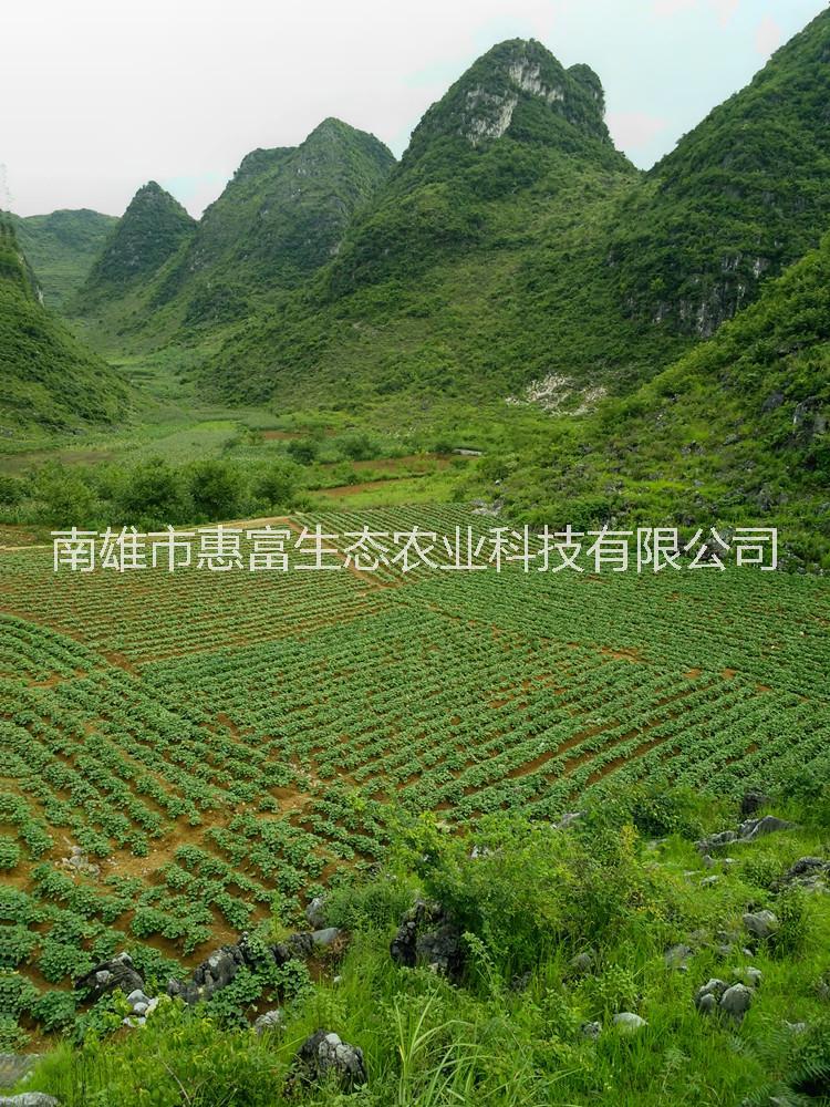 番薯、紅薯圖片/番薯、紅薯樣板圖 (4)