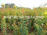 貴州圖片/貴州樣板圖 (2)