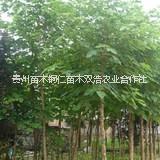 白蠟圖片/白蠟樣板圖 (3)