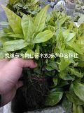紅葉石楠圖片/紅葉石楠樣板圖 (4)
