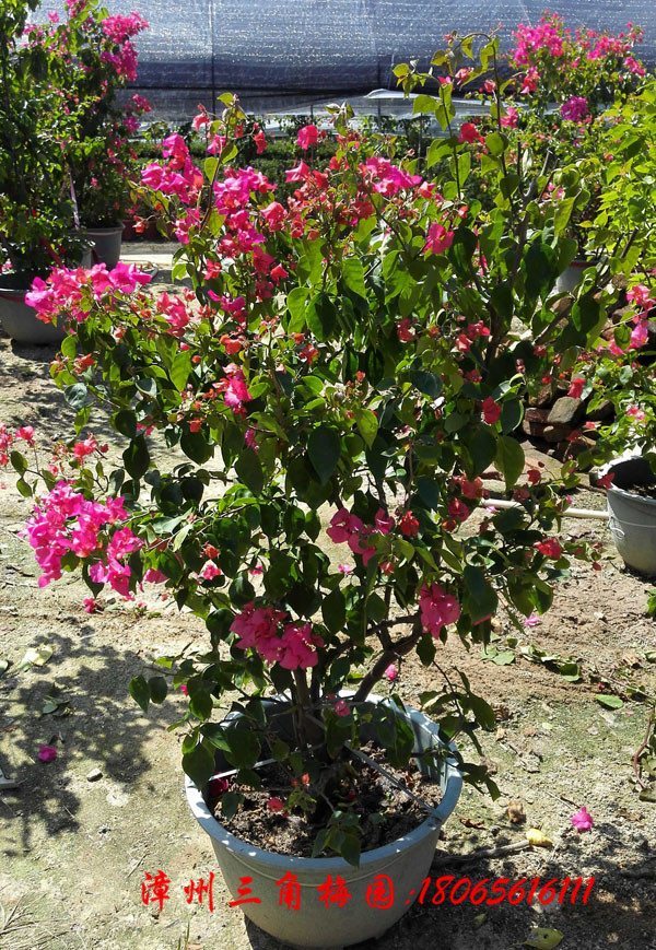 廣東勒杜鵑 紅花三角梅圖片/廣東勒杜鵑 紅花三角梅樣板圖 (1)
