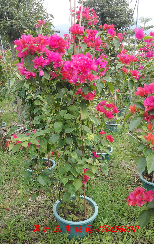 廣東勒杜鵑 紅花三角梅圖片/廣東勒杜鵑 紅花三角梅樣板圖 (3)