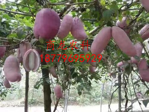 八月瓜價格圖片/八月瓜價格樣板圖 (4)