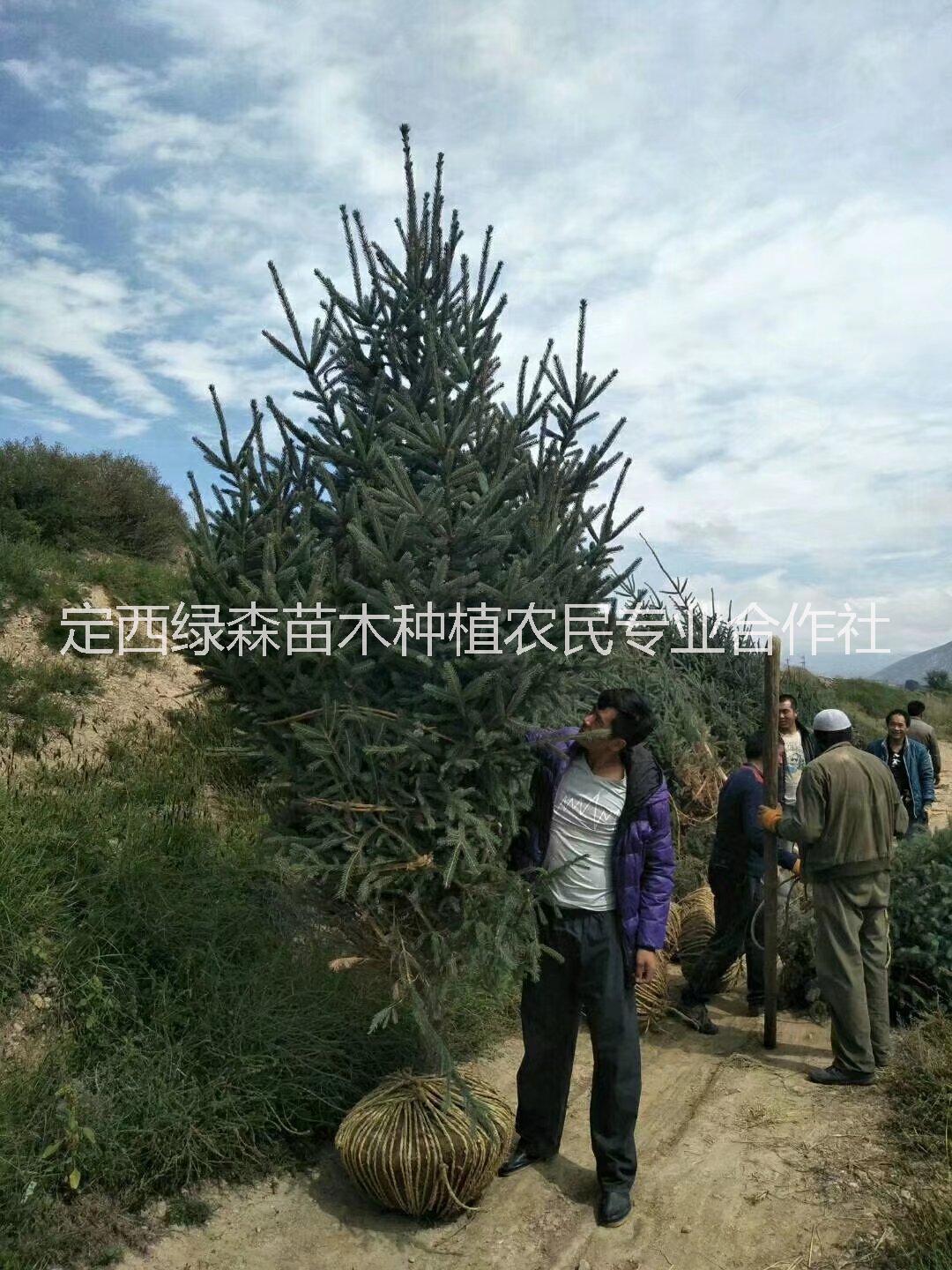 临洮云杉树苗基地 ，苗木树苗树形饱满保成活送货上门 甘肃云杉-云杉树价格图片