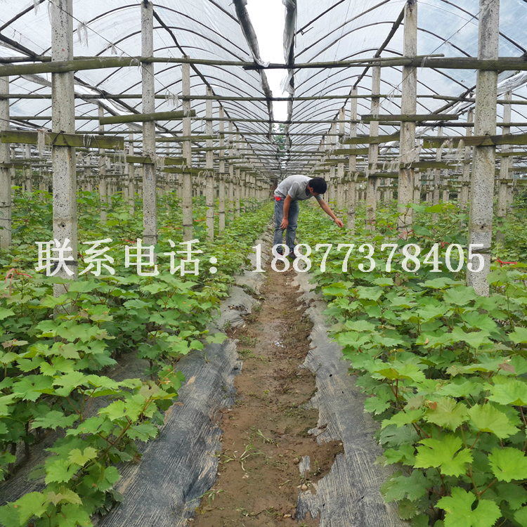 葡萄苗圖片/葡萄苗樣板圖 (1)