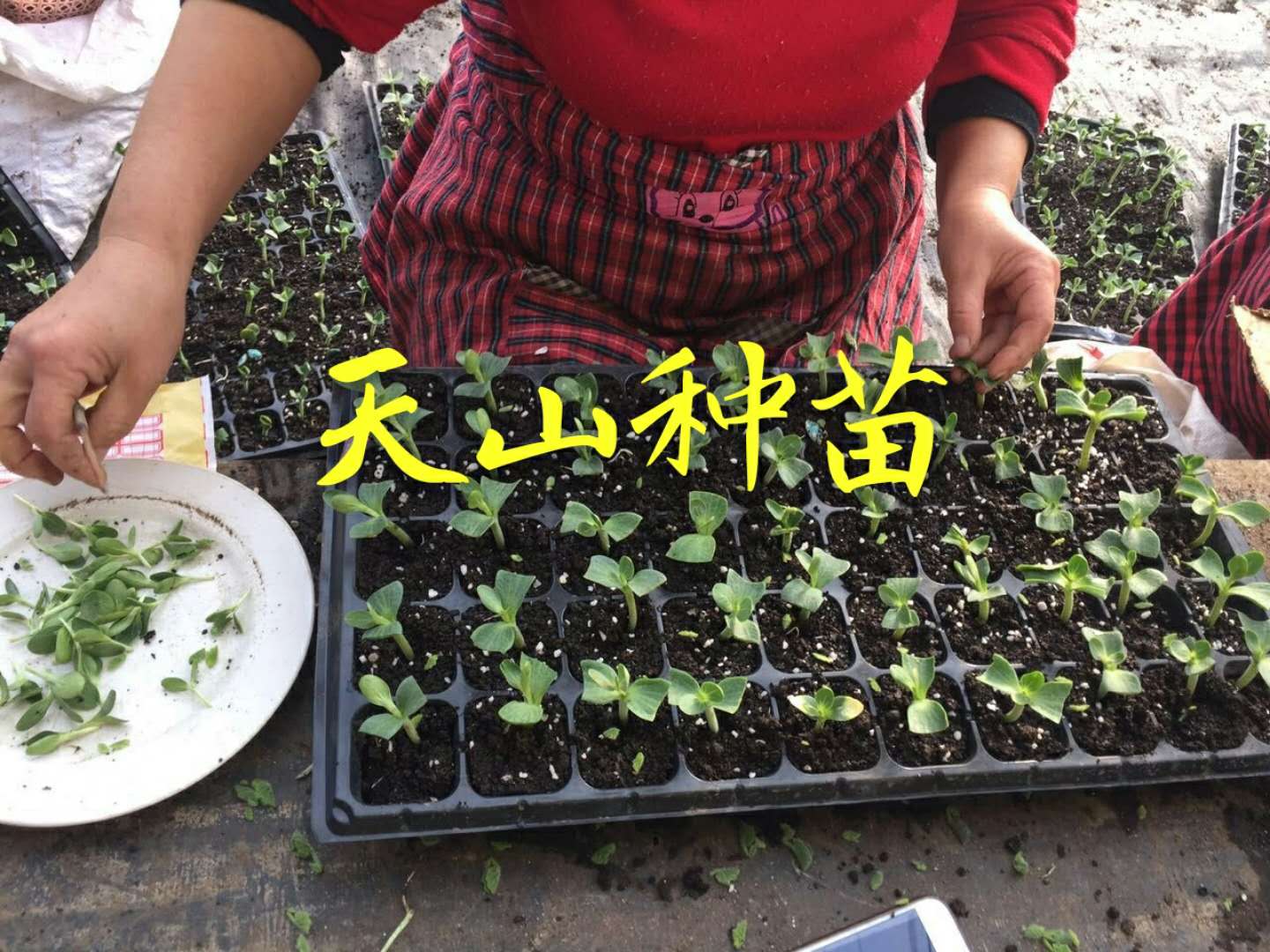 西瓜苗圖片/西瓜苗樣板圖 (3)