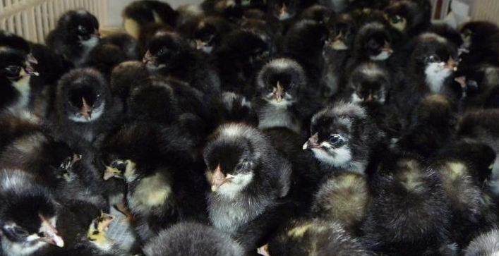 蘆花雞苗圖片/蘆花雞苗樣板圖 (1)