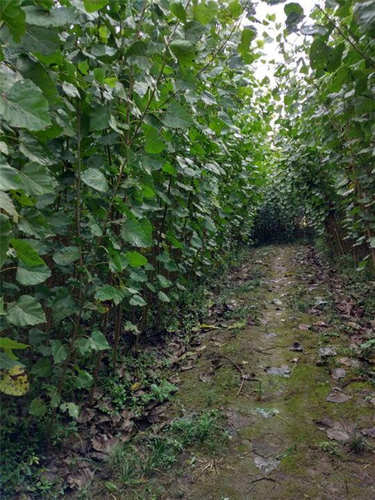 楊樹苗圖片/楊樹苗樣板圖 (1)