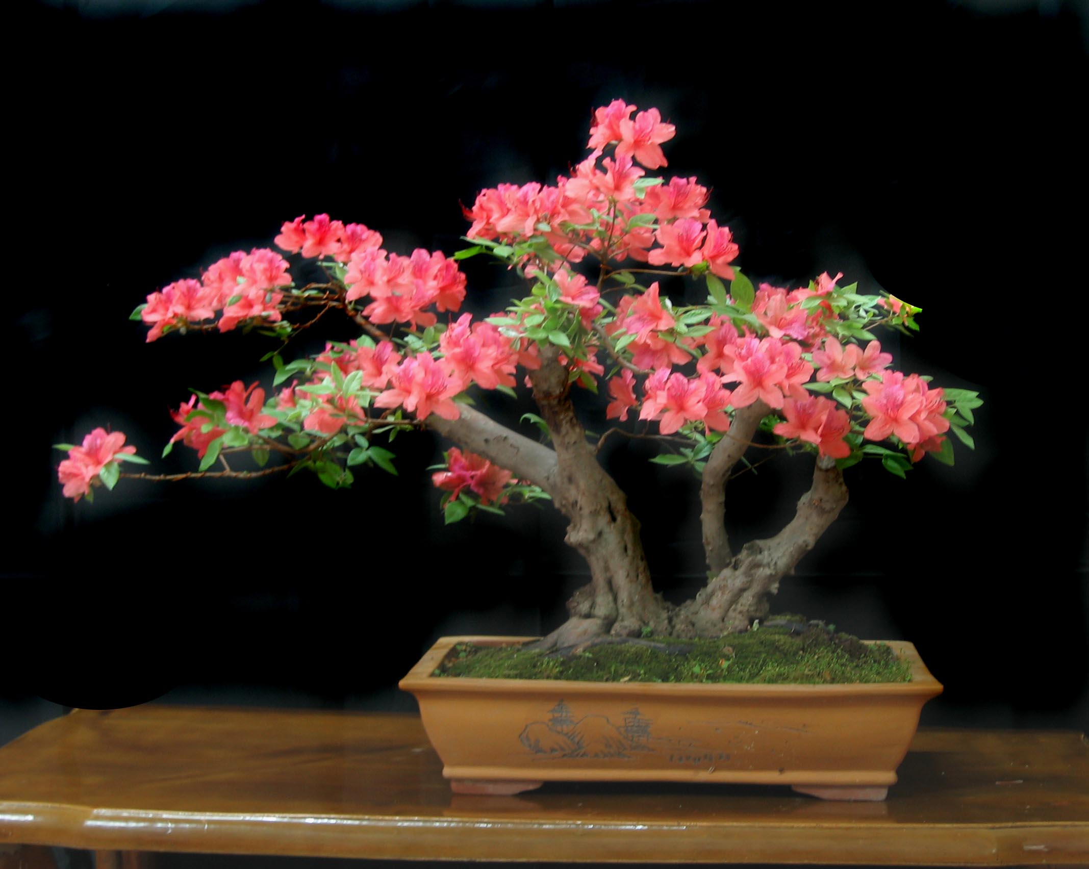 映山紅圖片/映山紅樣板圖 (2)