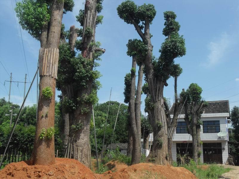 供應(yīng)福建香樟、香樟養(yǎng)殖基地、香樟批發(fā)價格