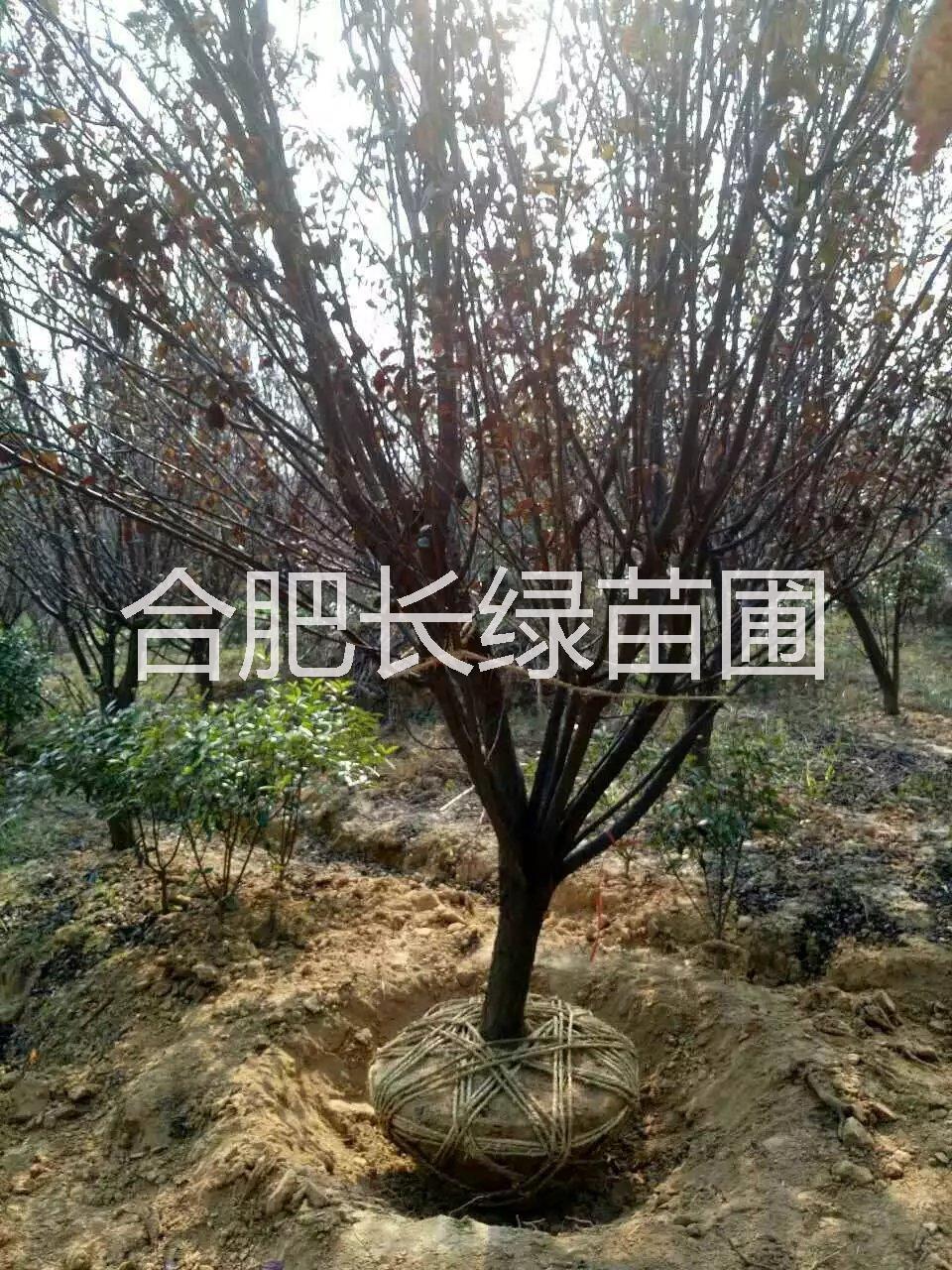 紅葉李圖片/紅葉李樣板圖 (1)