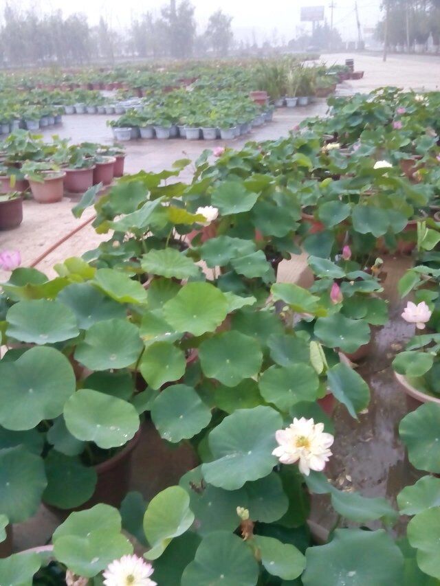 西安水生植物种植基地供应水生植物图片