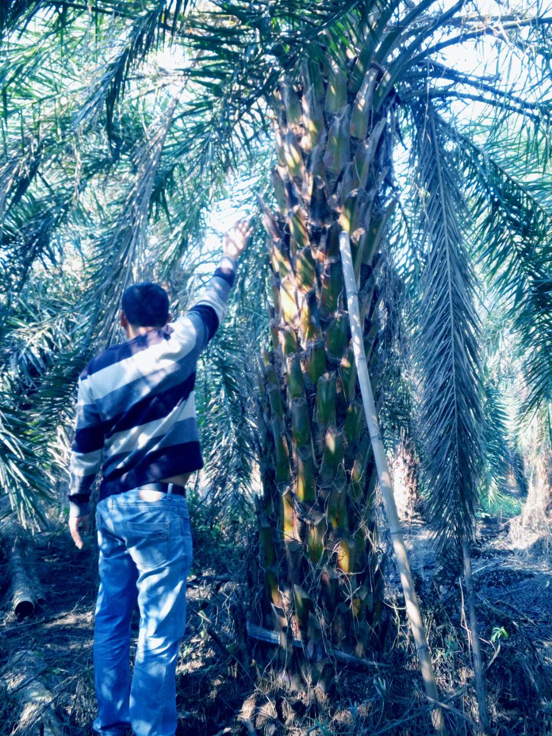 海棗圖片/海棗樣板圖 (1)