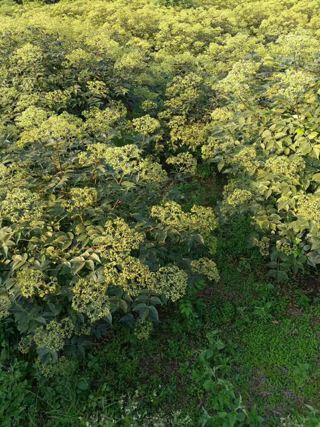 吴茱萸基地 广西吴茱萸基地，茶辣苗