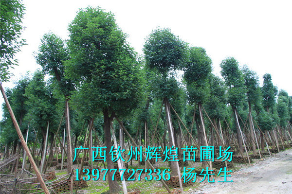 小葉欖仁圖片/小葉欖仁樣板圖 (2)