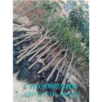 芒果苗圖片/芒果苗樣板圖 (3)