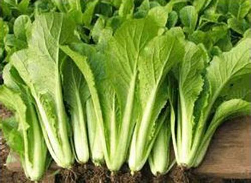 蔬菜批發(fā)圖片/蔬菜批發(fā)樣板圖 (3)