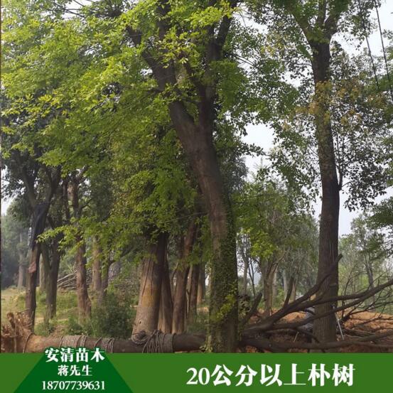 樸樹圖片/樸樹樣板圖 (1)