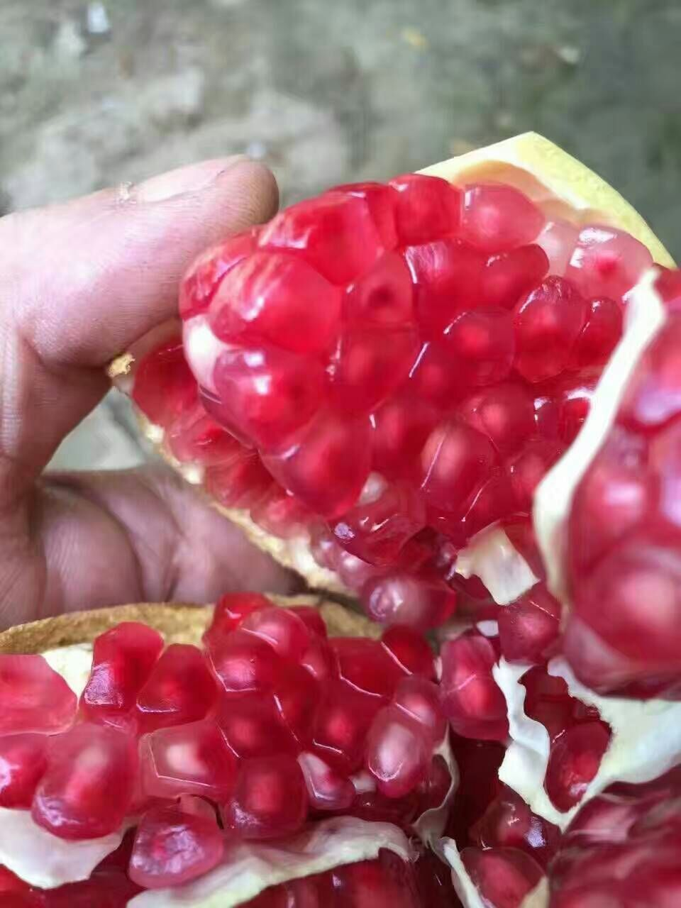 河南新鮮石榴上市價格圖片
