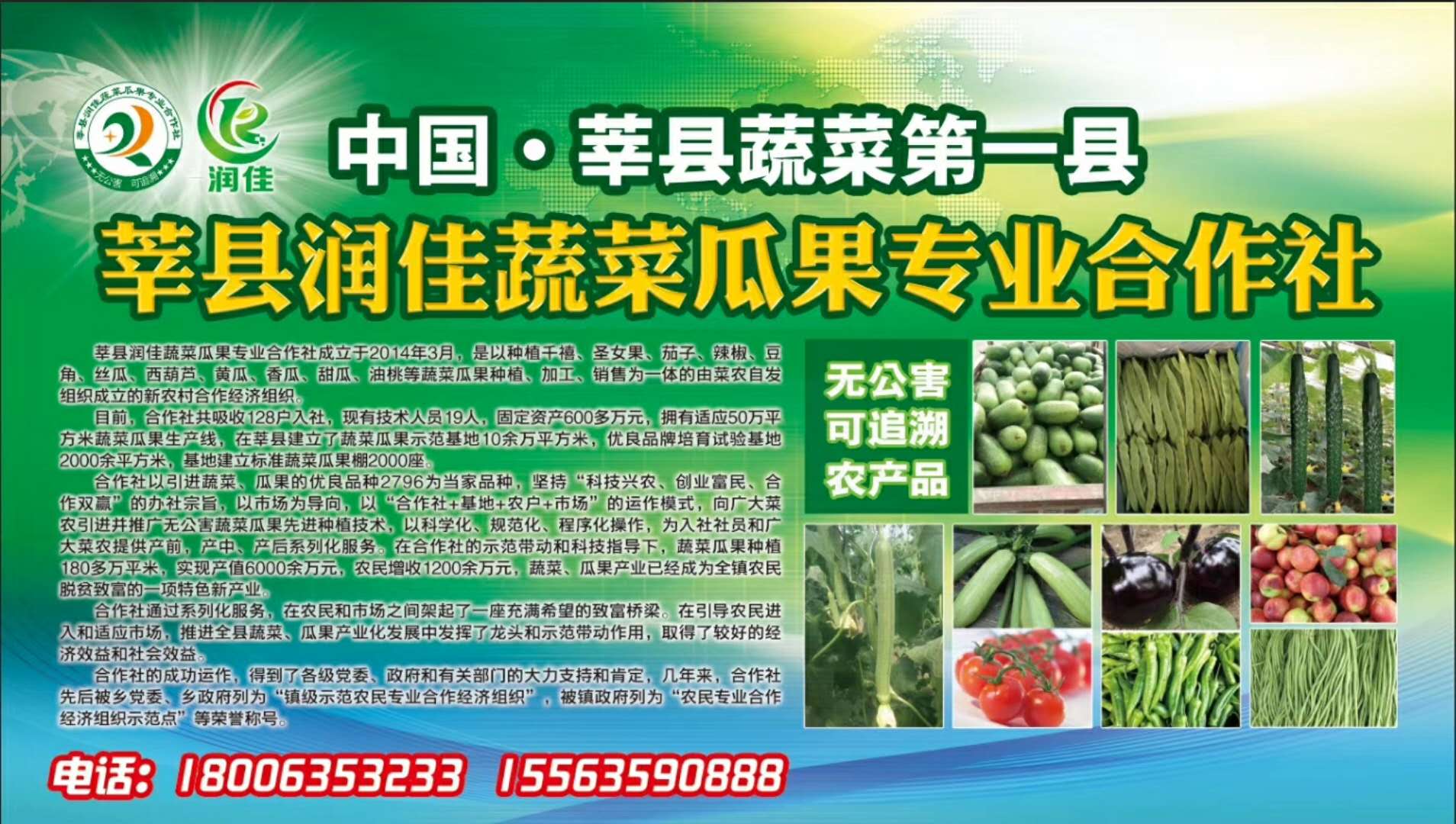 山東茄子報價圖片