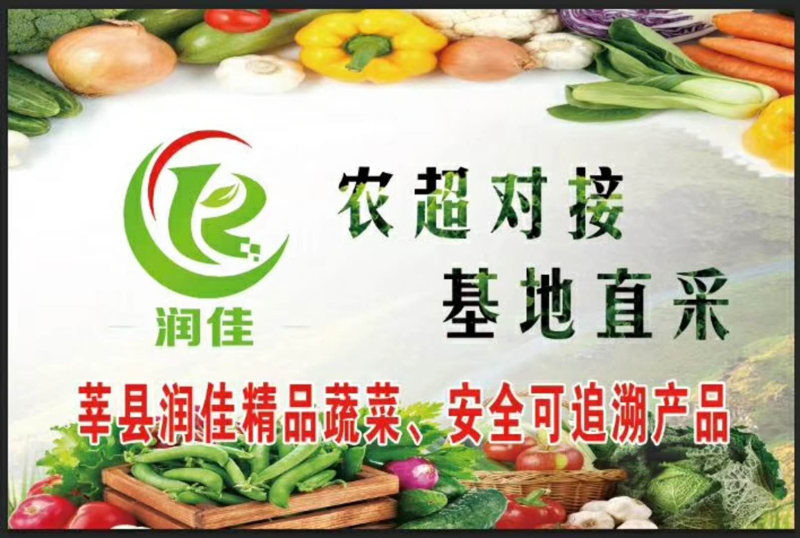 山東茄子圖片
