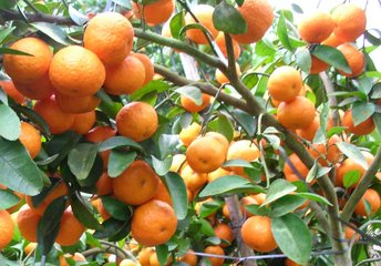 沙糖桔  沙糖桔大量批發(fā)   江門沙糖桔出售  廣東優(yōu)質(zhì)沙糖桔批發(fā)