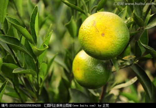 優(yōu)質(zhì)新會(huì)柑柑胎  新會(huì)柑柑胎出售  廣東新會(huì)柑柑胎  新會(huì)柑柑胎特價(jià)
