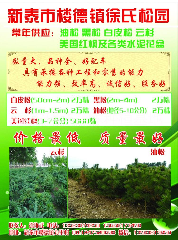 油松圖片/油松樣板圖 (4)