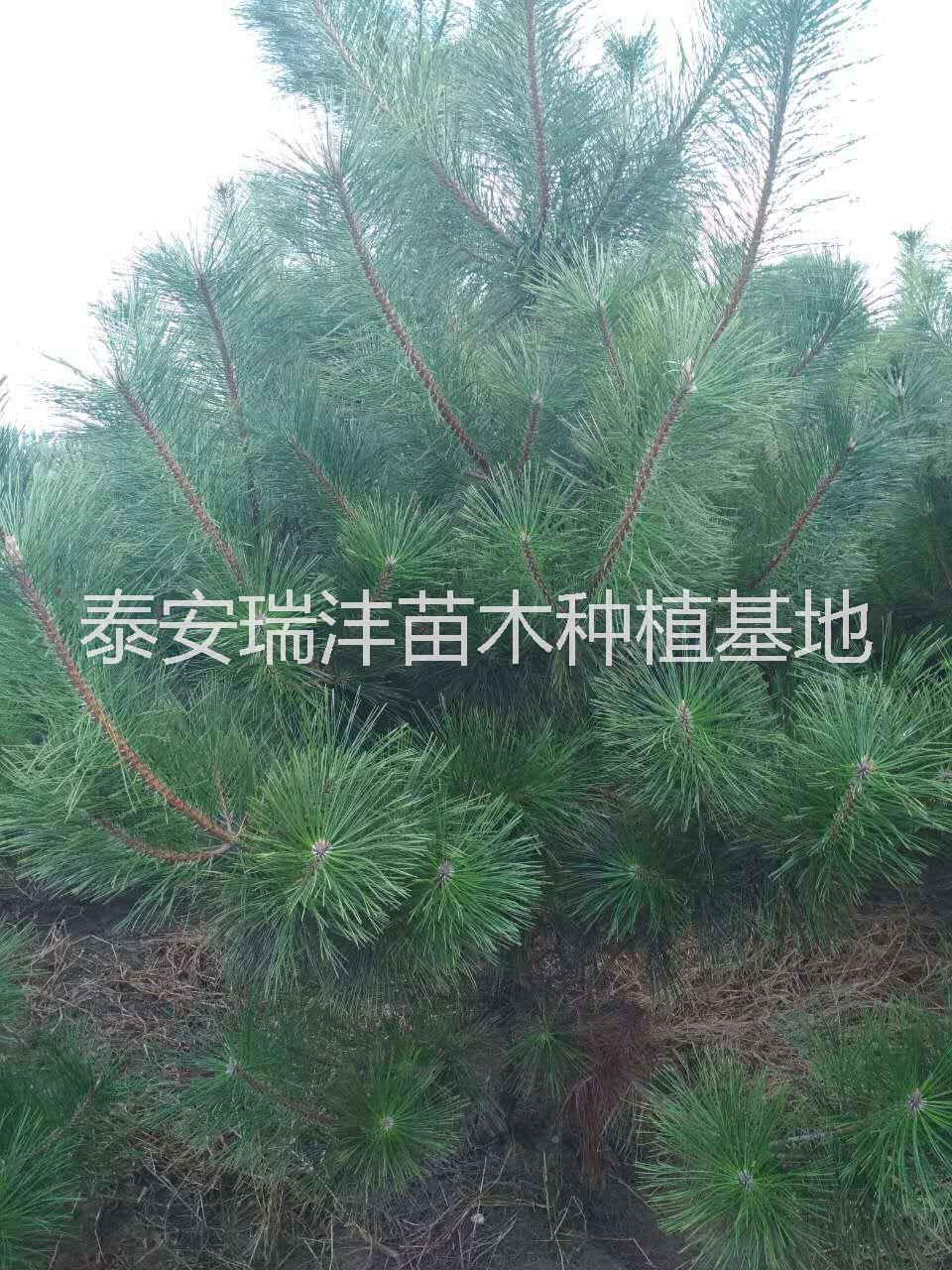 泰安黑松，泰安油松，泰安白皮松，泰安云杉，山東綠化苗木