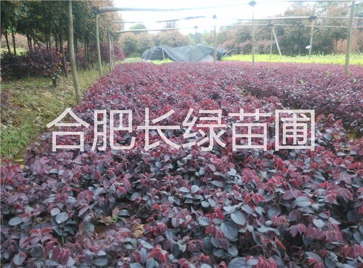 紅葉石楠圖片/紅葉石楠樣板圖 (3)