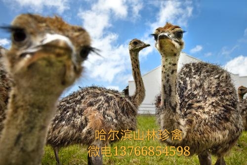 鴕鳥(niǎo)養(yǎng)殖圖片/鴕鳥(niǎo)養(yǎng)殖樣板圖 (3)