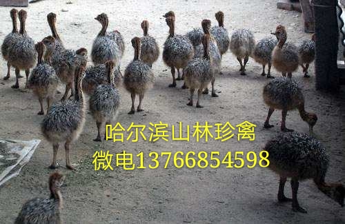 黑龍江鴕鳥-黑龍江鴕鳥養(yǎng)殖-佳木斯鴕鳥養(yǎng)殖場黑河鴕鳥養(yǎng)殖場