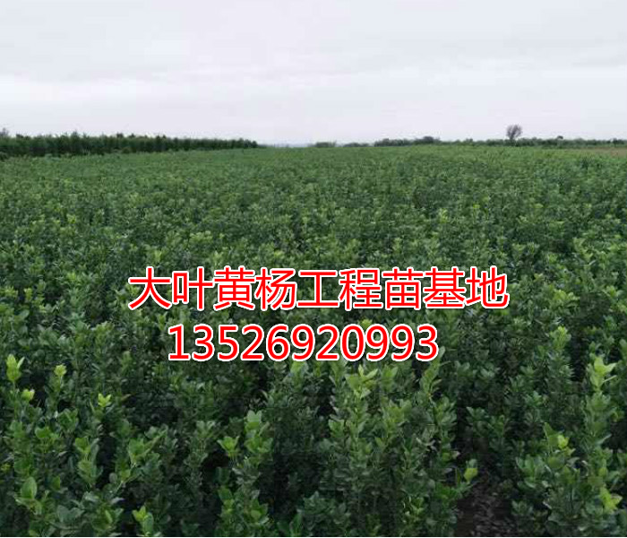 大葉黃楊圖片/大葉黃楊樣板圖 (2)