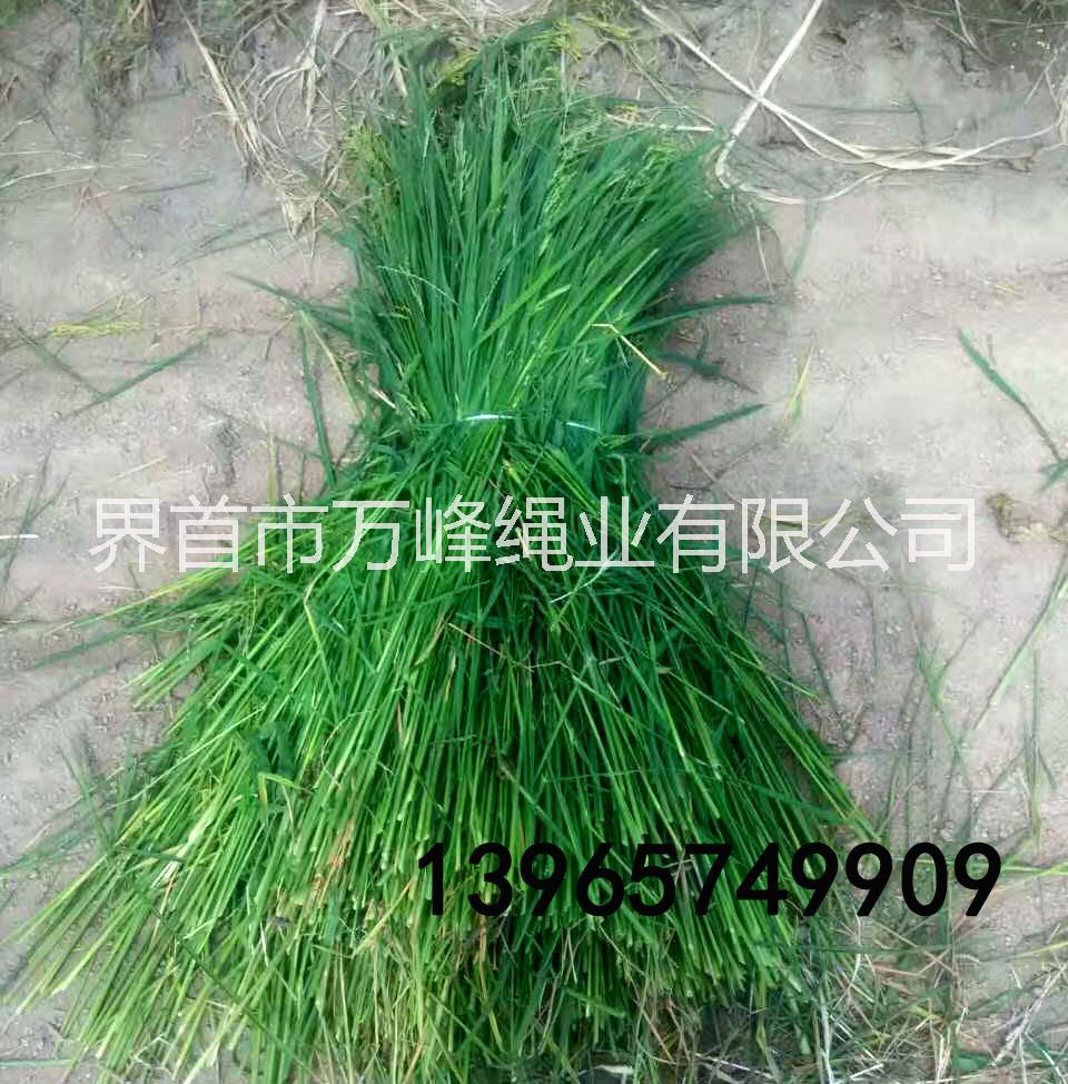 打包繩撕裂圖片/打包繩撕裂樣板圖 (2)