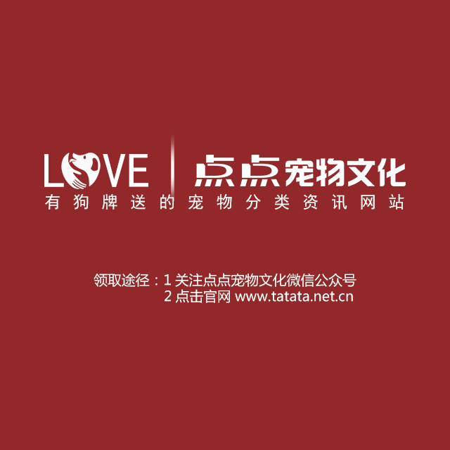 點(diǎn)點(diǎn)寵物文化-寵物數(shù)據(jù)信息圖片/點(diǎn)點(diǎn)寵物文化-寵物數(shù)據(jù)信息樣板圖 (3)