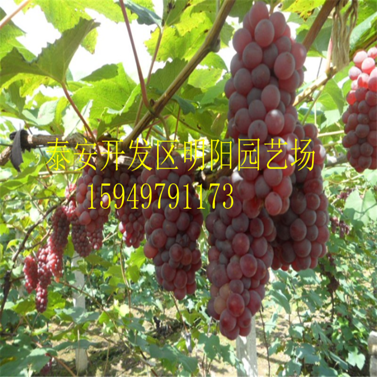 葡萄苗圖片/葡萄苗樣板圖 (4)