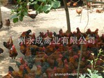 黃公雞圖片/黃公雞樣板圖 (4)