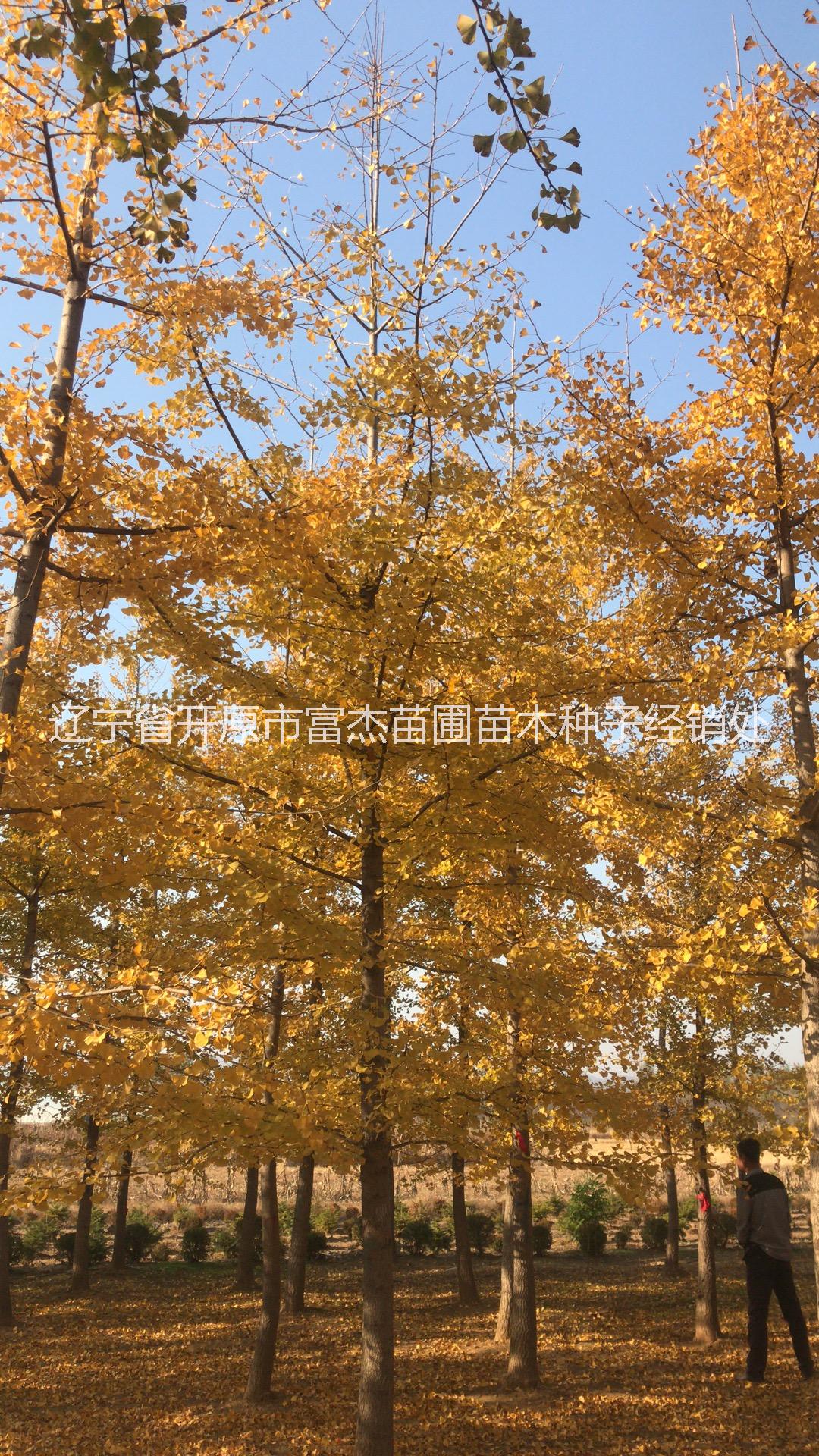 買丹東銀杏/東北銀杏開原市富杰苗圃