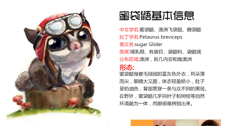 寵物活體蜜袋鼯活體寵物（母）圖片