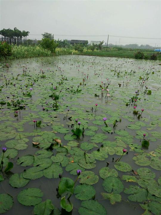 中山市睡莲厂家